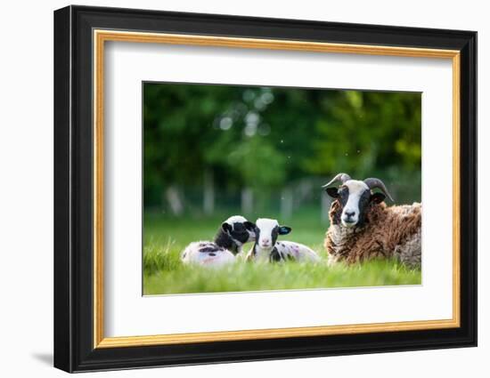 Spring Lambs, Dorset, England, United Kingdom, Europe-John Alexander-Framed Photographic Print