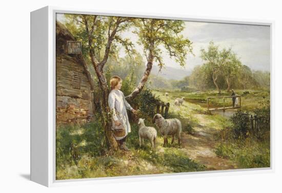 Spring Lambs-Ernest Walbourn-Framed Premier Image Canvas