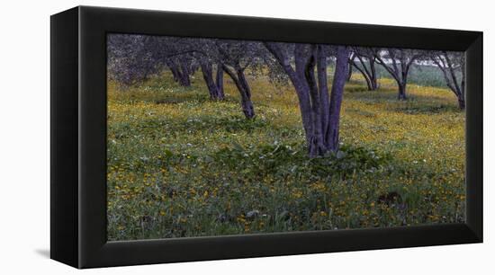 Spring landscape in olive grove, Morocco-Art Wolfe-Framed Premier Image Canvas