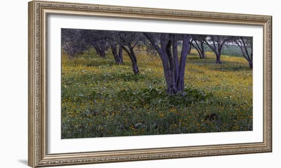 Spring landscape in olive grove, Morocco-Art Wolfe-Framed Photographic Print