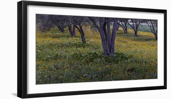 Spring landscape in olive grove, Morocco-Art Wolfe-Framed Photographic Print