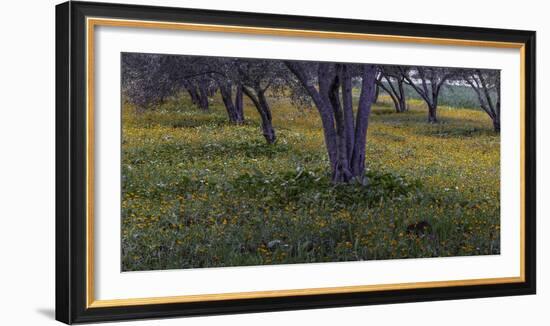 Spring landscape in olive grove, Morocco-Art Wolfe-Framed Photographic Print