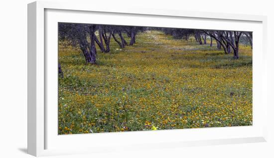 Spring landscape in olive grove, Morocco-Art Wolfe-Framed Photographic Print