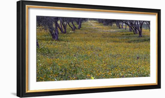 Spring landscape in olive grove, Morocco-Art Wolfe-Framed Photographic Print