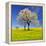 Spring Landscape With Blooming Cherry Trees-volrab vaclav-Framed Premier Image Canvas