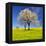 Spring Landscape With Blooming Cherry Trees-volrab vaclav-Framed Premier Image Canvas