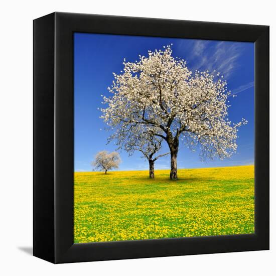 Spring Landscape With Blooming Cherry Trees-volrab vaclav-Framed Premier Image Canvas