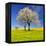 Spring Landscape With Blooming Cherry Trees-volrab vaclav-Framed Premier Image Canvas