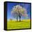 Spring Landscape With Blooming Cherry Trees-volrab vaclav-Framed Premier Image Canvas