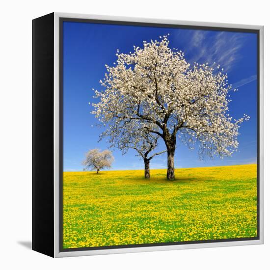 Spring Landscape With Blooming Cherry Trees-volrab vaclav-Framed Premier Image Canvas