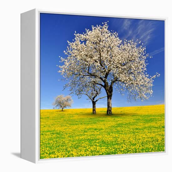 Spring Landscape With Blooming Cherry Trees-volrab vaclav-Framed Premier Image Canvas