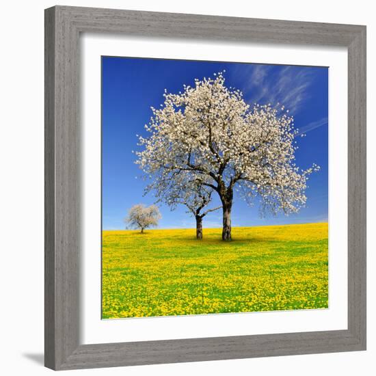 Spring Landscape With Blooming Cherry Trees-volrab vaclav-Framed Photographic Print