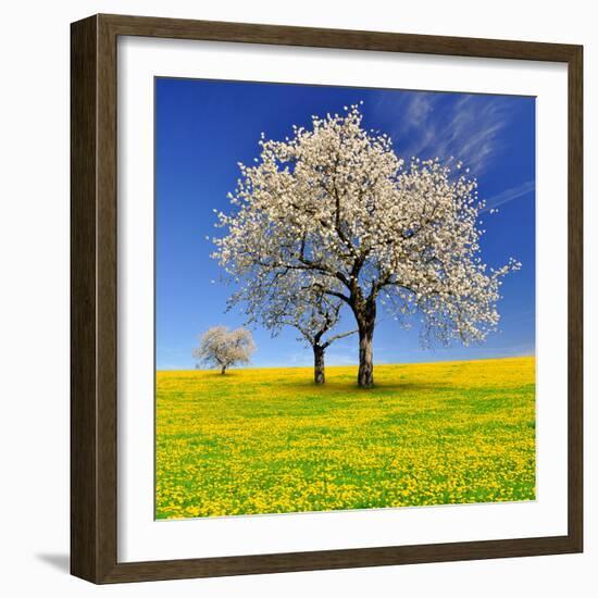 Spring Landscape With Blooming Cherry Trees-volrab vaclav-Framed Photographic Print