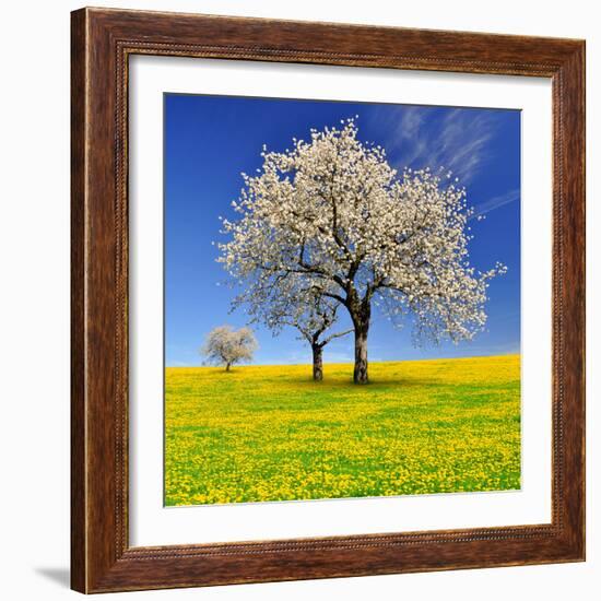 Spring Landscape With Blooming Cherry Trees-volrab vaclav-Framed Photographic Print