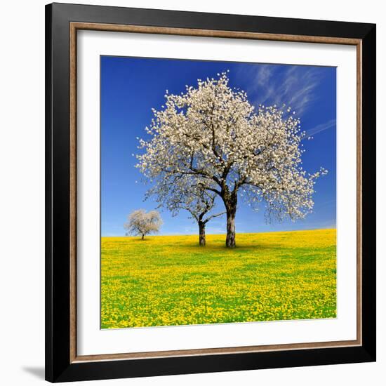 Spring Landscape With Blooming Cherry Trees-volrab vaclav-Framed Photographic Print