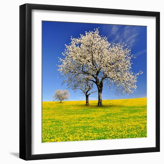 Spring Landscape With Blooming Cherry Trees-volrab vaclav-Framed Photographic Print
