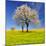 Spring Landscape With Blooming Cherry Trees-volrab vaclav-Mounted Photographic Print