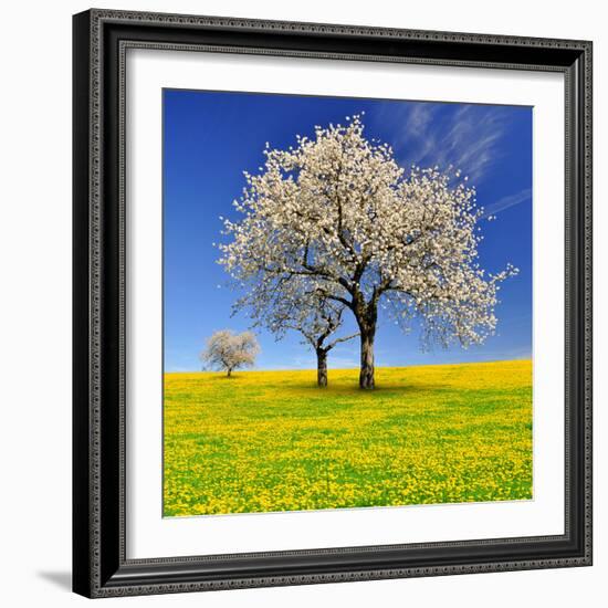 Spring Landscape With Blooming Cherry Trees-volrab vaclav-Framed Photographic Print