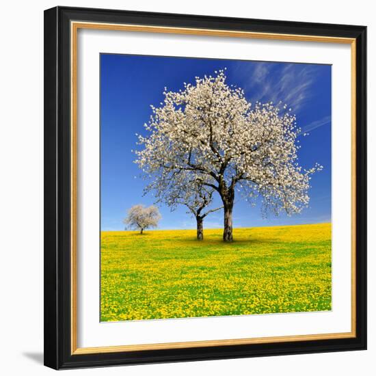 Spring Landscape With Blooming Cherry Trees-volrab vaclav-Framed Photographic Print