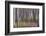 Spring Light 2-Jacob Berghoef-Framed Photographic Print