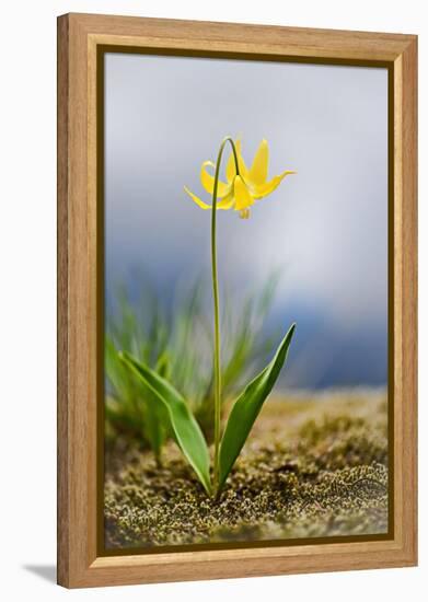 Spring Lily-Ursula Abresch-Framed Premier Image Canvas