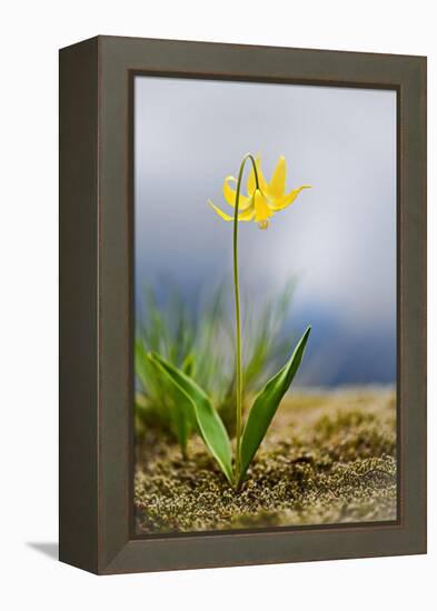 Spring Lily-Ursula Abresch-Framed Premier Image Canvas