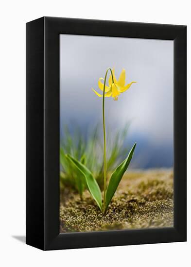 Spring Lily-Ursula Abresch-Framed Premier Image Canvas