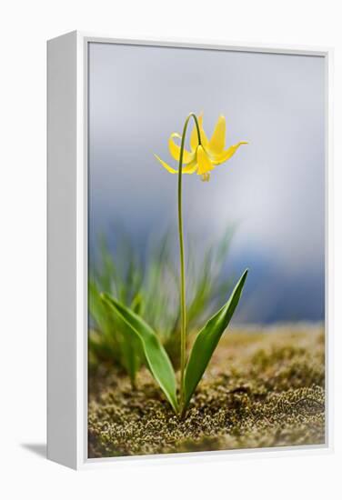 Spring Lily-Ursula Abresch-Framed Premier Image Canvas