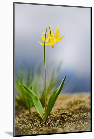 Spring Lily-Ursula Abresch-Mounted Photographic Print