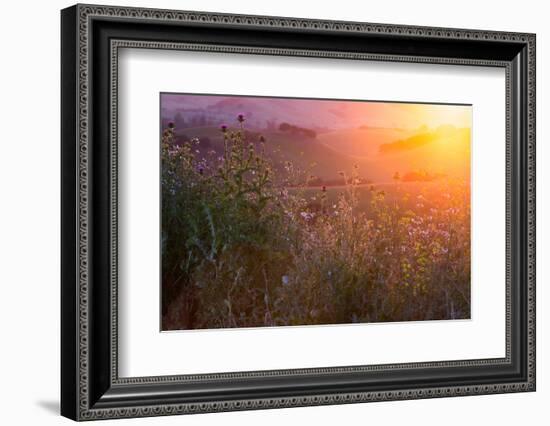 Spring Magic Wildlfowers Sunrise Magic Petaluma Sonoma-Vincent James-Framed Photographic Print