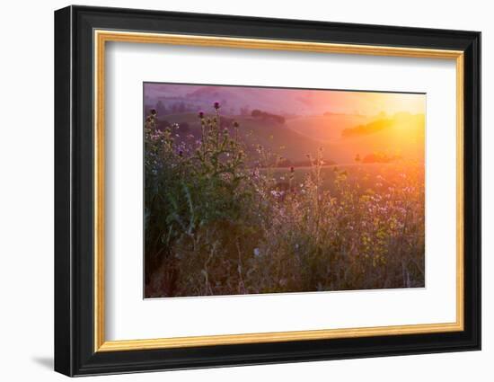 Spring Magic Wildlfowers Sunrise Magic Petaluma Sonoma-Vincent James-Framed Photographic Print