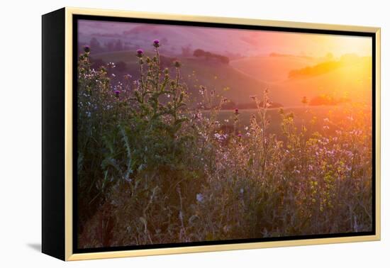 Spring Magic Wildlfowers Sunrise Magic Petaluma Sonoma-Vincent James-Framed Premier Image Canvas