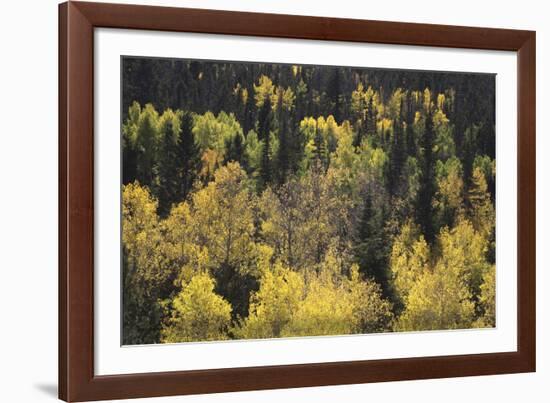 Spring Maze-Bill Philip-Framed Giclee Print