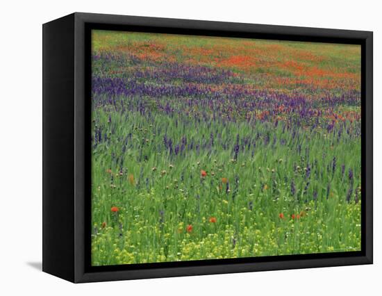 Spring Meadow, Near Ciudad Real, Castile La Mancha, Spain-Michael Busselle-Framed Premier Image Canvas