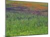 Spring Meadow, Near Ciudad Real, Castile La Mancha, Spain-Michael Busselle-Mounted Photographic Print