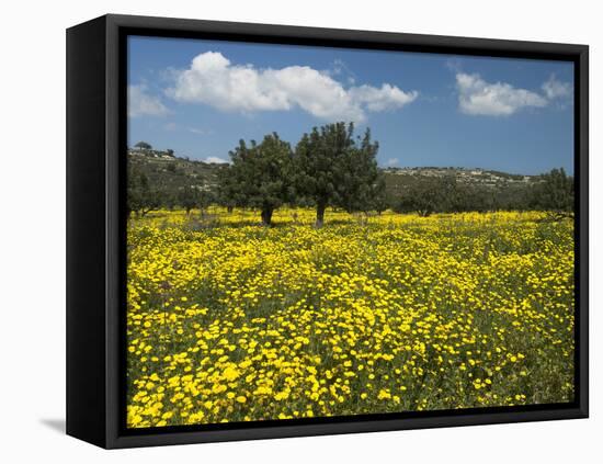 Spring Meadow, Near Limassol, Cyprus, Europe-Stuart Black-Framed Premier Image Canvas