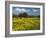 Spring Meadow, Near Limassol, Cyprus, Europe-Stuart Black-Framed Photographic Print