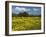 Spring Meadow, Near Limassol, Cyprus, Europe-Stuart Black-Framed Photographic Print