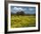 Spring Meadow, Near Limassol, Cyprus, Europe-Stuart Black-Framed Photographic Print