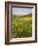 Spring Meadow with Snow Covered Mount Etna in Distance, Sicily, Italy, Europe-Martin Child-Framed Photographic Print