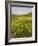 Spring Meadow with Snow Covered Mount Etna in Distance, Sicily, Italy, Europe-Martin Child-Framed Photographic Print