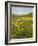 Spring Meadow with Snow Covered Mount Etna in Distance, Sicily, Italy, Europe-Martin Child-Framed Photographic Print