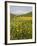 Spring Meadow with Snow Covered Mount Etna in Distance, Sicily, Italy, Europe-Martin Child-Framed Photographic Print