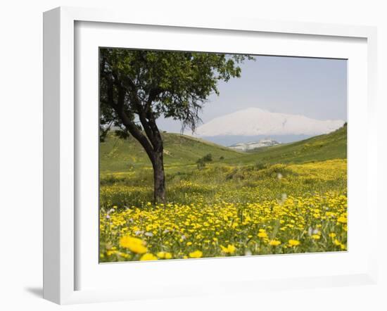 Spring Meadow with Snow Covered Mount Etna in Distance, Sicily, Italy, Europe-Martin Child-Framed Photographic Print