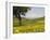 Spring Meadow with Snow Covered Mount Etna in Distance, Sicily, Italy, Europe-Martin Child-Framed Photographic Print