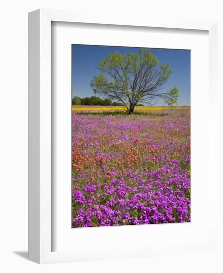 Spring Mesquite Trees Growing in Wildflowers, Texas, USA-Julie Eggers-Framed Photographic Print