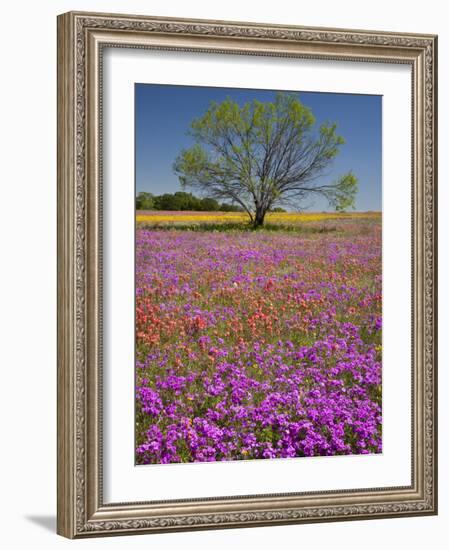 Spring Mesquite Trees Growing in Wildflowers, Texas, USA-Julie Eggers-Framed Photographic Print
