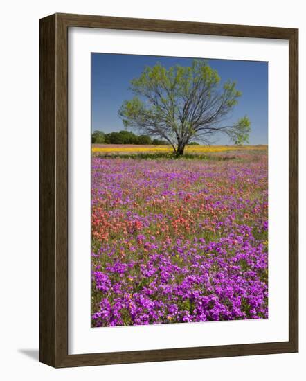 Spring Mesquite Trees Growing in Wildflowers, Texas, USA-Julie Eggers-Framed Photographic Print