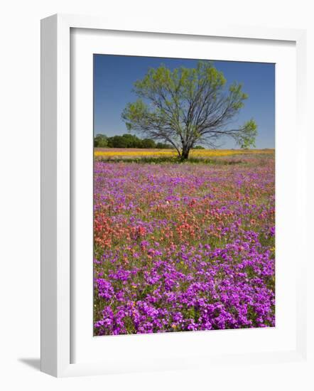 Spring Mesquite Trees Growing in Wildflowers, Texas, USA-Julie Eggers-Framed Photographic Print