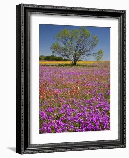 Spring Mesquite Trees Growing in Wildflowers, Texas, USA-Julie Eggers-Framed Photographic Print